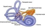 Внутреннее ухо: особенности и схема строения органа с описанием