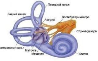 Внутреннее ухо: особенности и схема строения органа с описанием