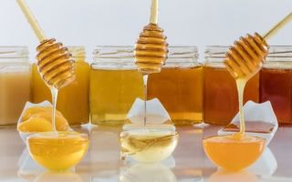 Мед при ангине можно или нельзя — популярные народные рецепты