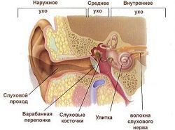 Внутреннее ухо. Особенности строения внутреннего уха