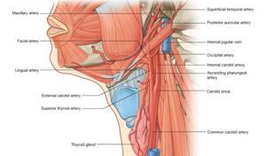 Заболевания гортани, строение горла, и глотки человека, описанием