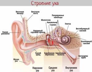Строение и функции наружного уха: возможные заболевания органа