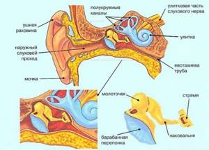 Строение и схема ушной раковины человека: диагностика,