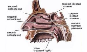 Строение и функции носа человека: заболевания носовых пазух