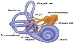 Внутреннее ухо. Особенности строения внутреннего уха