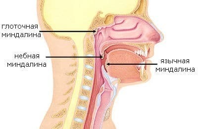 Язычная миндалина - анатомия, строение и предназначение