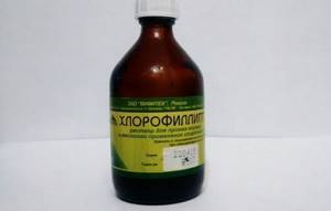 Хлорофиллипт при тонзиллите - лечебное действие