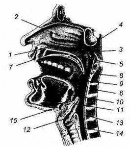 Язычная миндалина - анатомия, строение и предназначение