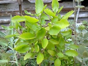 Каланхоэ — лечебное растение, рецепт применения, применение