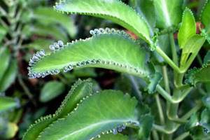 Каланхоэ — лечебное растение, рецепт применения, применение