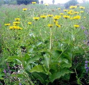 Отхаркивающие травы: виды, лечение, польза фитотерапии