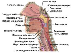 Заболевания гортани, строение горла, и глотки человека, описанием