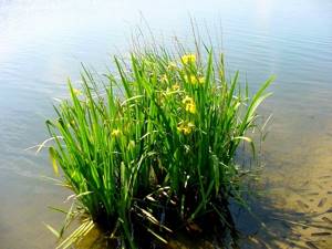 Отхаркивающие травы: виды, лечение, польза фитотерапии