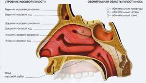Строение и функции носа человека: заболевания носовых пазух