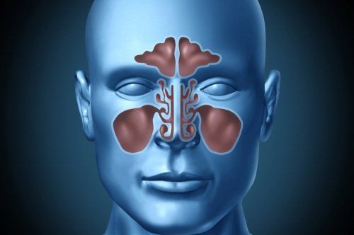 МРТ придаточных пазух носа что показывает исследование