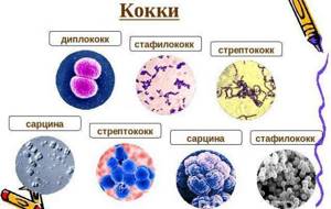 Мазок на эозинофилы из носа, нейтрофилы и другие клетки
