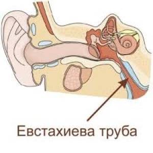 Строение и схема ушной раковины человека: диагностика,